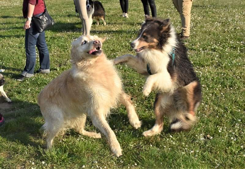 éducation et dressage de chiens Savoie